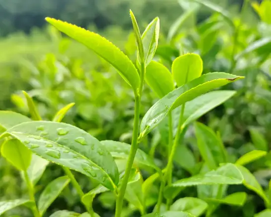 七宝老街-七宝万科（漕宝路大肠面黄鱼面探店）到底藏着什么神仙味道？
