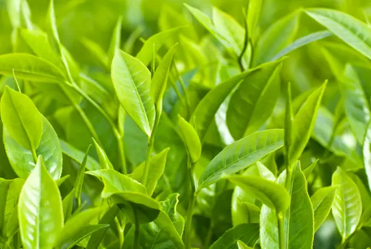 茶则茶荷是什么？揭开茶席上这对“黄金搭档”的神秘面纱 🍃