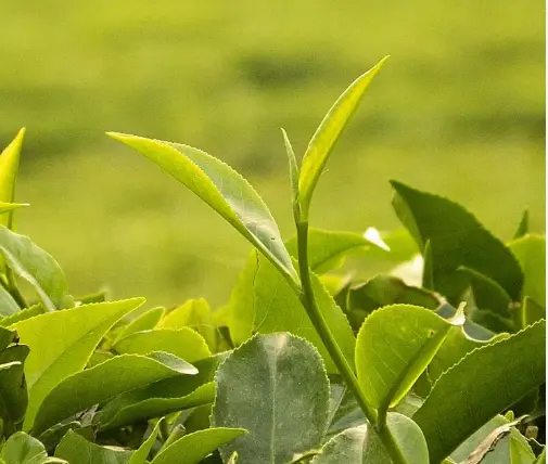 上海新房认筹流程到底怎么走？第一次买房的人看完这篇少踩三个坑😤