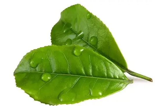 上海后花园花千坊会所：极乐汤高端水疗会所与纽斯桑拿汗蒸的极限解压之旅
