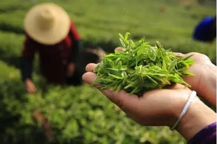 上海光的空间到底有多震撼？爱琴海旁这座安藤忠雄神作藏不住了！